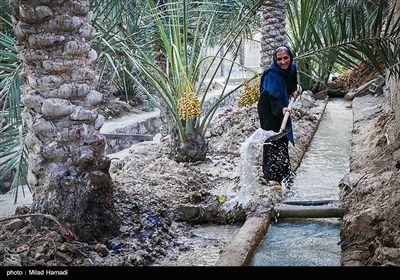 رهاسازی آب برای آبیاری و احیای نخیلات شهرستان‌های شادگان و ماهشهر