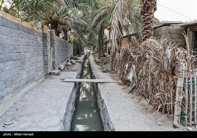 رهاسازی آب برای آبیاری و احیای نخیلات شهرستان‌های شادگان و ماهشهر