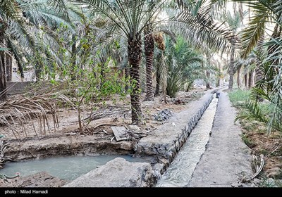 رهاسازی آب برای آبیاری و احیای نخیلات شهرستان‌های شادگان و ماهشهر