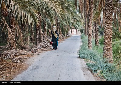 رهاسازی آب برای آبیاری و احیای نخیلات شهرستان‌های شادگان و ماهشهر