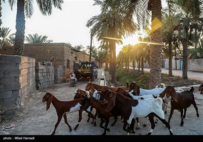 رهاسازی آب برای آبیاری و احیای نخیلات شهرستان‌های شادگان و ماهشهر