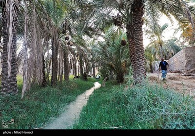 رهاسازی آب برای آبیاری و احیای نخیلات شهرستان‌های شادگان و ماهشهر