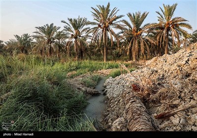 رهاسازی آب برای آبیاری و احیای نخیلات شهرستان‌های شادگان و ماهشهر
