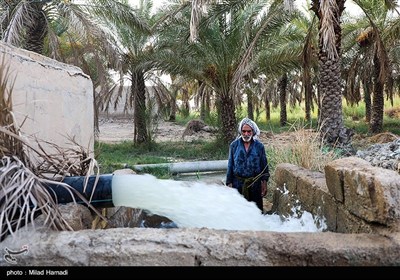 رهاسازی آب برای آبیاری و احیای نخیلات شهرستان‌های شادگان و ماهشهر