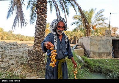 رهاسازی آب برای آبیاری و احیای نخیلات شهرستان‌های شادگان و ماهشهر