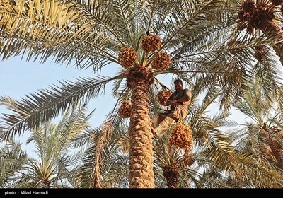 رهاسازی آب برای آبیاری و احیای نخیلات شهرستان‌های شادگان و ماهشهر