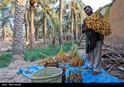 رهاسازی آب برای آبیاری و احیای نخیلات شهرستان‌های شادگان و ماهشهر