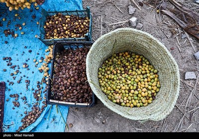 رهاسازی آب برای آبیاری و احیای نخیلات شهرستان‌های شادگان و ماهشهر