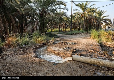 رهاسازی آب برای آبیاری و احیای نخیلات شهرستان‌های شادگان و ماهشهر