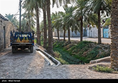 رهاسازی آب برای آبیاری و احیای نخیلات شهرستان‌های شادگان و ماهشهر