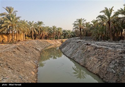 رهاسازی آب برای آبیاری و احیای نخیلات شهرستان‌های شادگان و ماهشهر