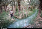 رهاسازی آب برای آبیاری و احیای نخیلات شهرستان‌های شادگان و ماهشهر