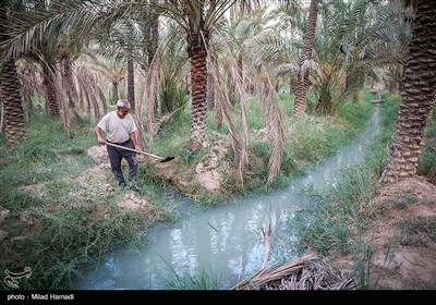رهاسازی آب برای آبیاری و احیای نخیلات شهرستان‌های شادگان و ماهشهر