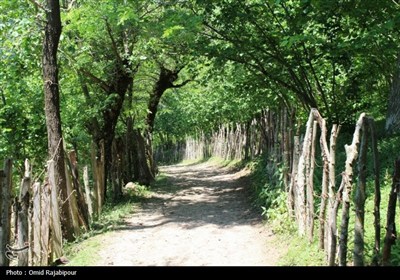 &#171;میلاش&#187; آبشاری سحرانگیز در جنگل‌های انبوه اشکور گیلان