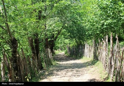 &#171;میلاش&#187; آبشاری سحرانگیز در جنگل‌های انبوه اشکور گیلان