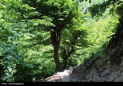 &#171;میلاش&#187; آبشاری سحرانگیز در جنگل‌های انبوه اشکور گیلان