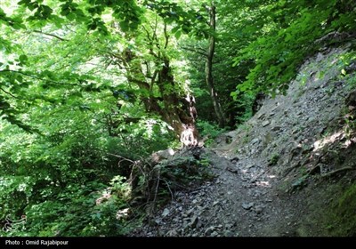 &#171;میلاش&#187; آبشاری سحرانگیز در جنگل‌های انبوه اشکور گیلان
