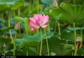 بابل؛ شهری که با آب و پرندهها نفس میکشد