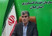 نوسانات شدید قیمت برنج موجب نگرانی عمومی شده است