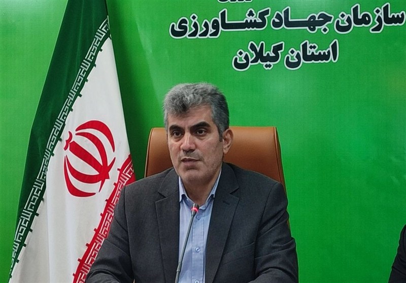 نوسانات شدید قیمت برنج موجب نگرانی عمومی شده است