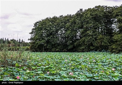Водно-болотные угодья Сустан в провинции Гилян