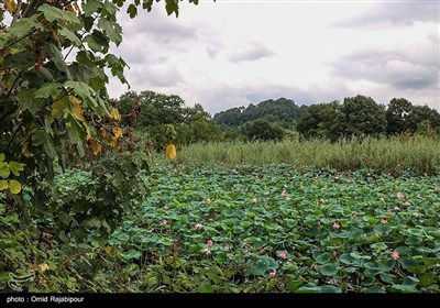 Водно-болотные угодья Сустан в провинции Гилян