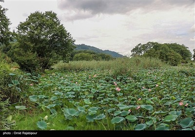 Водно-болотные угодья Сустан в провинции Гилян
