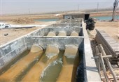آغاز طرح پایلوت کنترل بیماری AHPND در مزارع میگو استان بوشهر