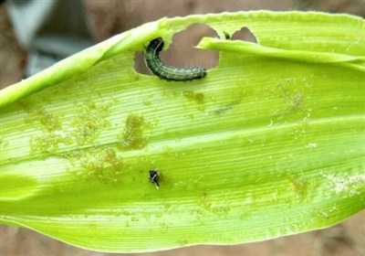 آفت،كاهش،ذرت،مزارع،لرستان،آموزشي،قرار،نباتات،طغيان،دما،كرم