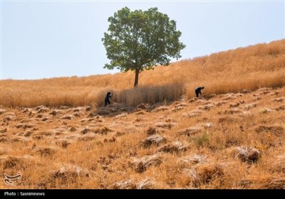چشم روستا، قلب عشایر