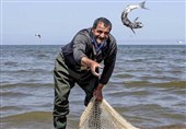 بازسازی ذخایر آبزیان در گیلان؛ رهاسازی 180 میلیون بچه‌ماهی سفید در خزر