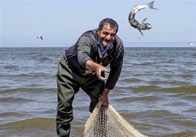 بازسازی ذخایر آبزیان در گیلان؛ رهاسازی 180 میلیون بچهماهی سفید در خزر