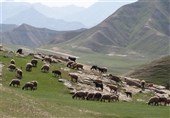 نجات آب ــ 11 | جایگزینی علوفههای پرآببر با گیاهان مرتعی بهینه