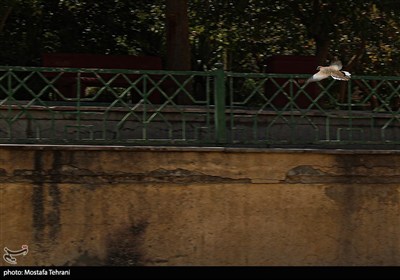 خشک شدن چشمه علی شهر ری
