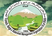 حمله ‌به مامور منابع طبیعی با بیل/ ‌انگشت کارمند یگان حفاظت قطع شد