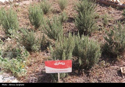 افتتاح چند طرح و پروژه همزمان با هفته دولت در قزوین