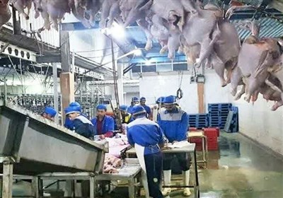 استان،بهداشتي،مرغ،دامپزشكي،بوشهر،حمل،توليد،كشتاري،مديركل،سلا ...