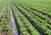 پیگیری برای حل مشکل قطعی برق اراضی کشاورزی روستاهای دیر