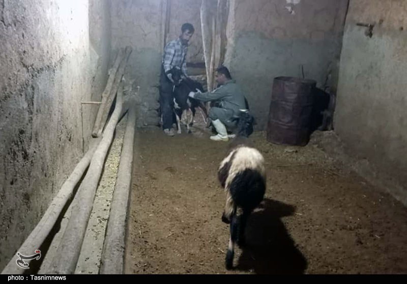 ارائه خدمات دامپزشکی رایگان در روستای کیلانه سنندج- عکس صفحه ...