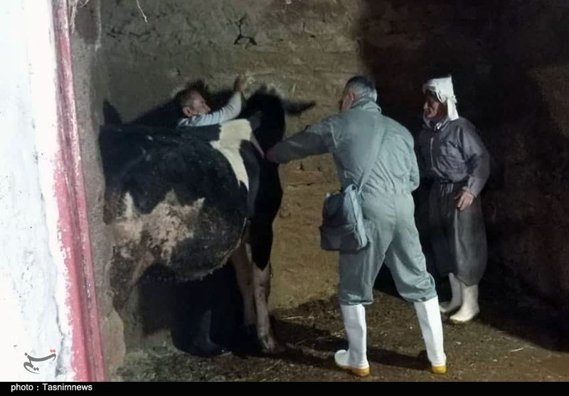ارائه خدمات دامپزشکی رایگان در روستای کیلانه سنندج- عکس صفحه ...
