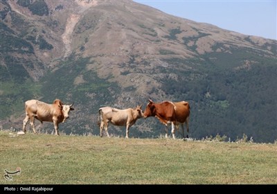 ییلاق &quot;جواهردشت&quot; عروس طبیعت رودسر