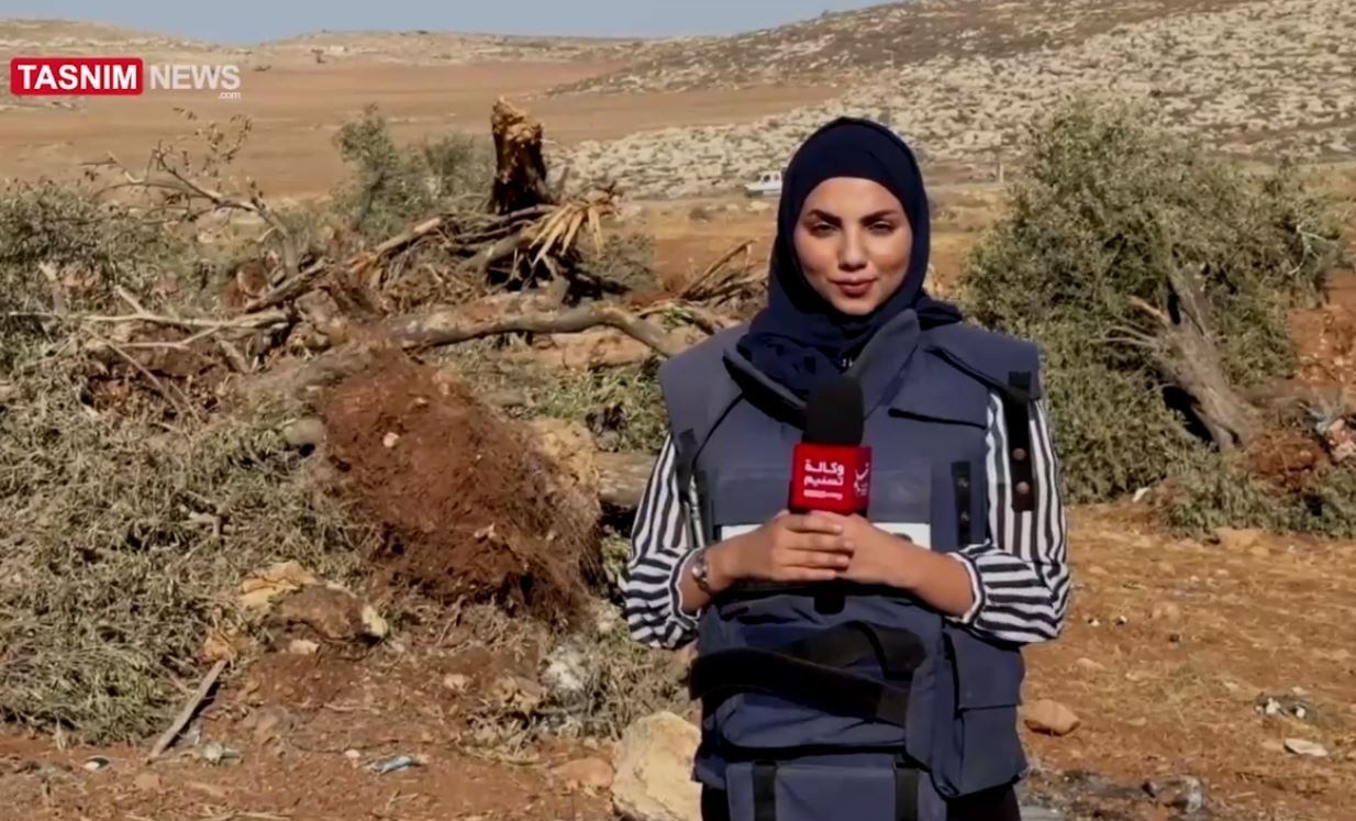 فلسطين , الكيان الصهيوني , الضفة الغربية , أشجار الزيتون , 