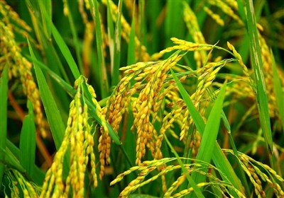 کالاهای اساسی از مالیات بر ارزش افزوده معاف باشند