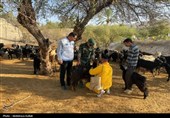 خدمات رایگان دامپزشکی در قالب اردوی جهادی در شهرستان دشتستان 