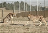 ایمنسازی جادهها برای نجات یوز ایرانی؛ مطالبه جدی محیط زیست از مدیران استانی