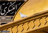 حال و هوای حرم رضوی در روز شهادت امام حسن عسکری(ع)
