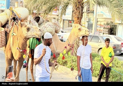 جشن شکرگزاری انبه و یاسمین گل میناب