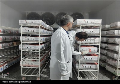 بازدید اصحاب رسانه از کشتارگاه‌ها و مراکز بسته‌بندی همدان
