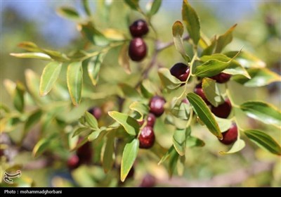برداشت عناب در بیرجند به روایت تصویر