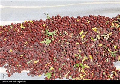 برداشت عناب در بیرجند به روایت تصویر